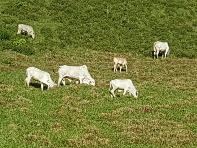 fazenda 83 alqueires