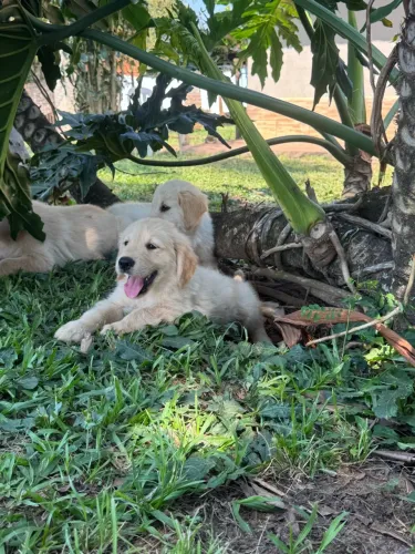 Lindos Filhotes de Golden Retriever