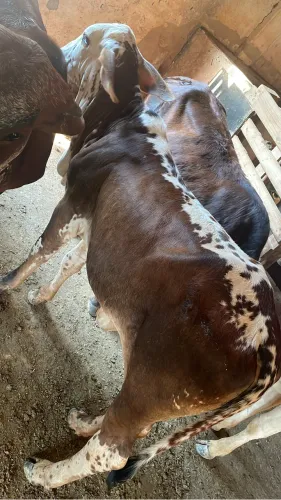 Vendo 5 bezerras muito boas e mansas 5 fêmea