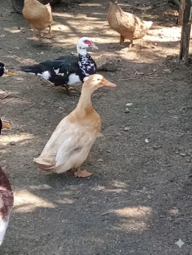 Pata e pato