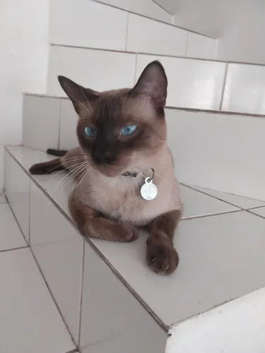 Adoção responsável