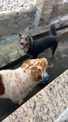 Procura-se um sítio para esse casal 