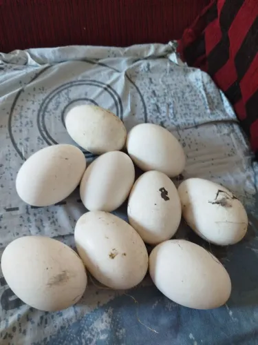 Ovos de ganso