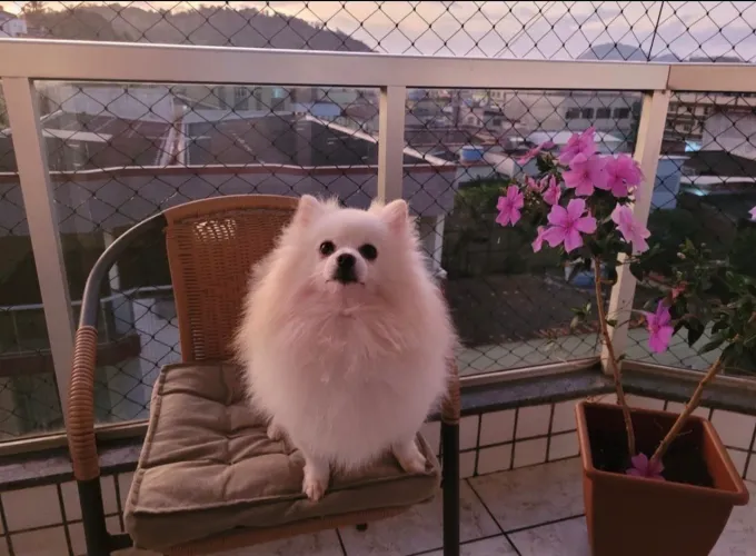 Spitz alemão Macho ! 