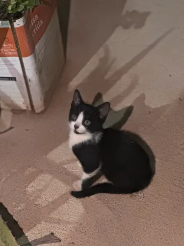 DOAÇÃO GATAS FILHOTES