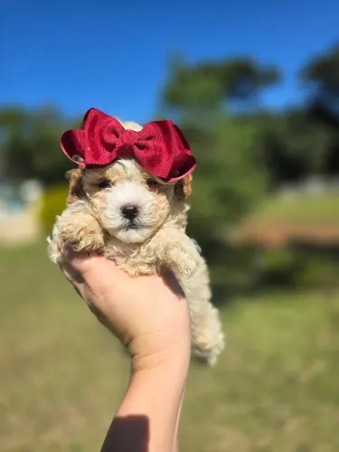 Poodle micro toy em navegantes **promocional * a partir de 3.900