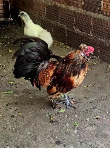 Casal galinha frango Sedosa Silkie Japão