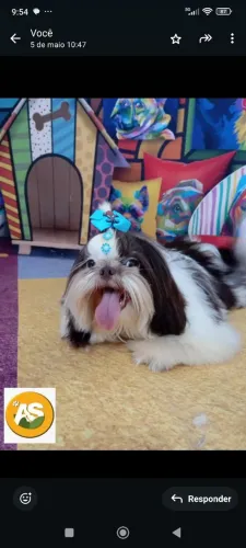 Vendo lindo Shihtzu 