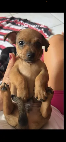 Pinscher número 1