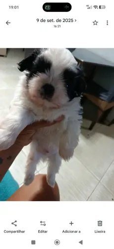 Shitzu macho já comendo ração 