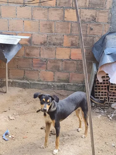 Doação de animal 