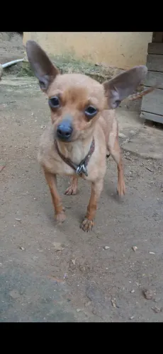 Cachorro pincher macho