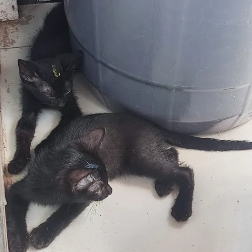 Gatos pretos doaçao Aprox. 3 meses