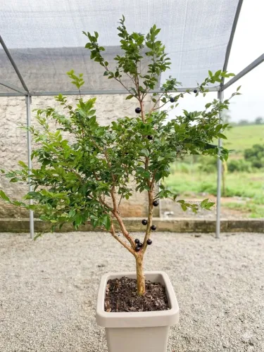 Jabuticabeira híbrida frutificando