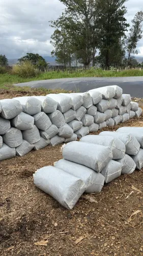 SILAGEM DE MILHO ENSACADA 