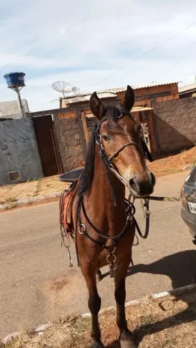 Vendo cavalo