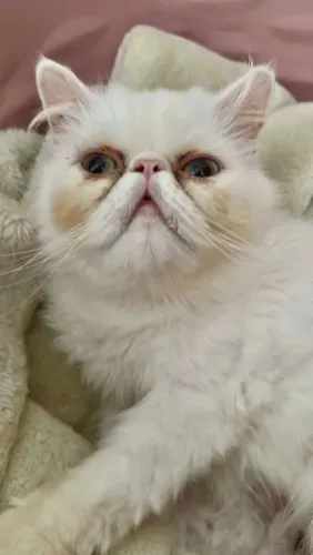 Gato Persa Fêmea 