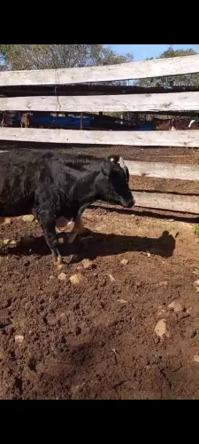 Lote de Bezerros e Novilhas / Gado Misto Barato (Direto do Produtor)