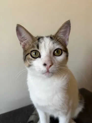 Gato