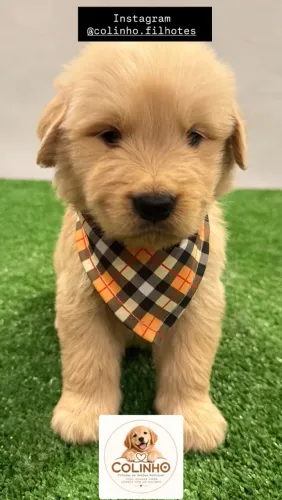 Maravilhosos Filhotes de Golden Retriever