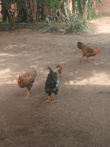 Vendo galo .CAIPIRA