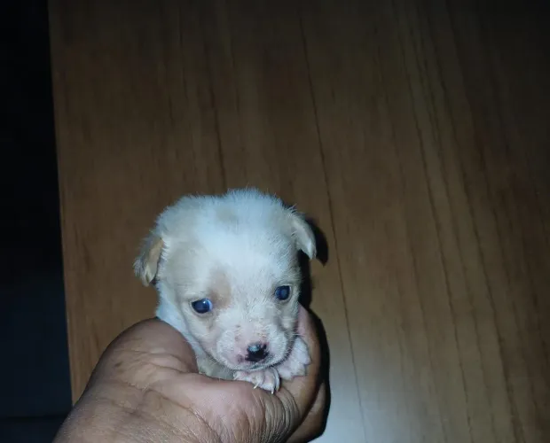 Chihuahua pelo longo