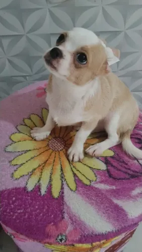 Cachorro filhote