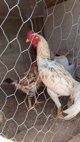 Galo indio branco pintado