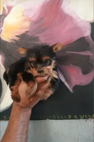  Filhote Yorkie Para Você