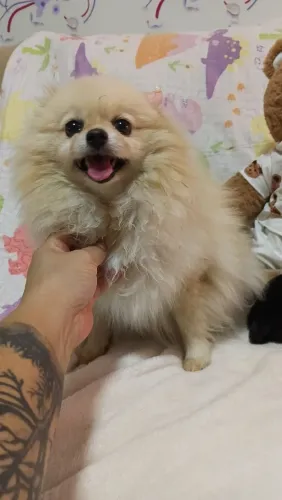 Filhotes de lulu da pomerania, Machos.$2.000.zap *30