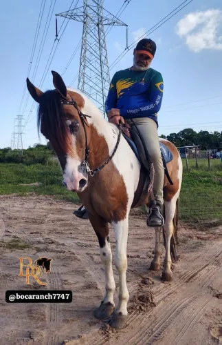 Cavalo Pampa