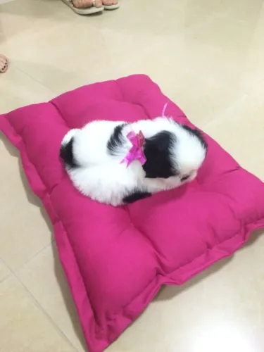 Shih tzu filhote disponivel