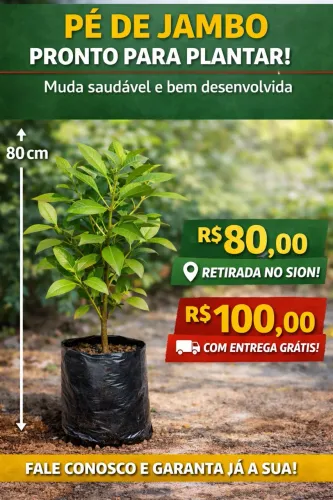 Pé de Jambo Vermelho