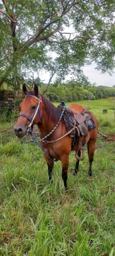 ÉGUA SEMI-NOVA