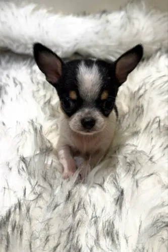 Chihuahua MICRO