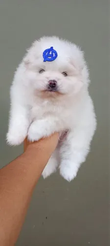 Macho de Lulu da pomerânia - Branco Neve
