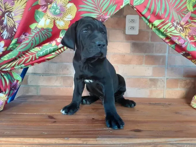 FILHOTE DE FILA BRASILEIRO PRETO - DIFÍCIL ENCONTRAR NESSA COR!