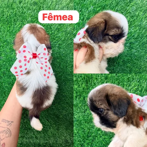 Shitzu fêmea menina