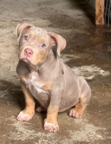 American bully tri lilac Fêmea 