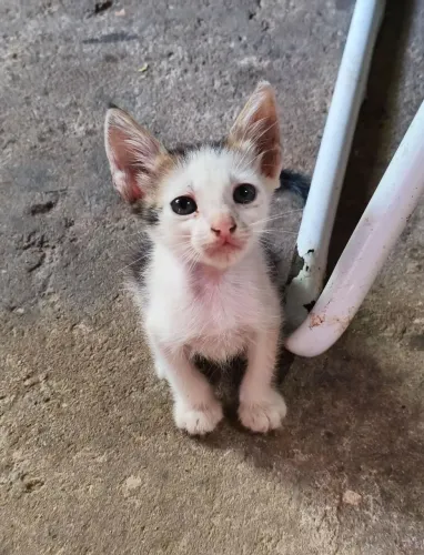 ADOÇÃO RESPONSÁVEL GATINHO 