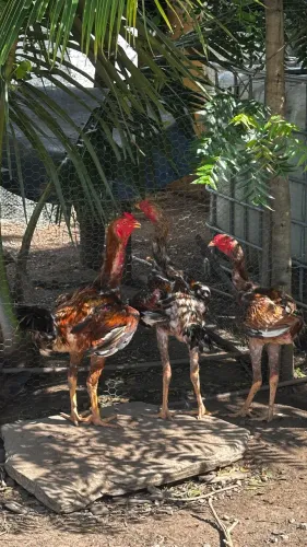 Vendo galos índio gigante