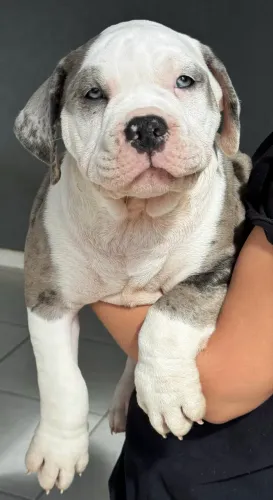 Pitmonster 