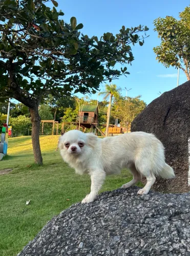 Machinho chihuahua 