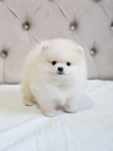 Spitz Alemão - Lulu da Pomerânia machos 