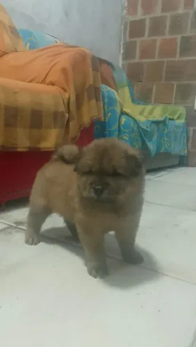 Chow Chow ?