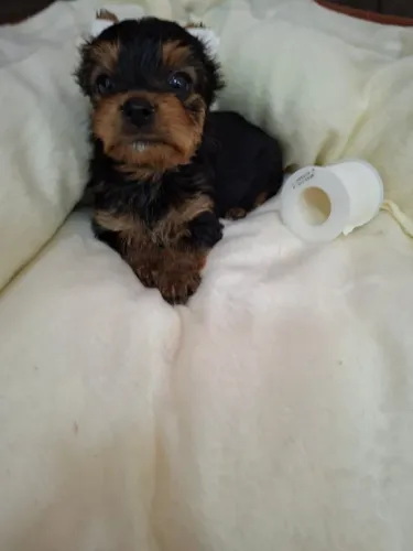 Yorkshire Terrier Filhote para Companhia