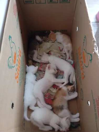 Gatos(a) para doação 