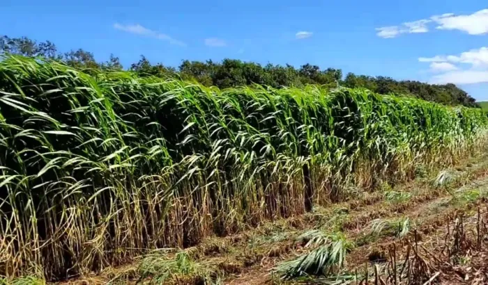 AS  CHUVAS AINDA ESTAO AI, PLANTE BRS CAPIAÇU  AINDA DA TEMPO