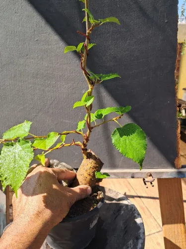 pre  bonsai de amora 