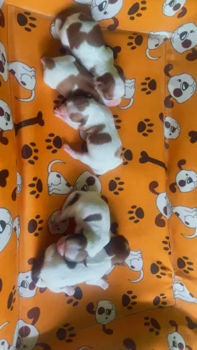 Cachorro